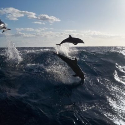 Dolphins jumping out of the water