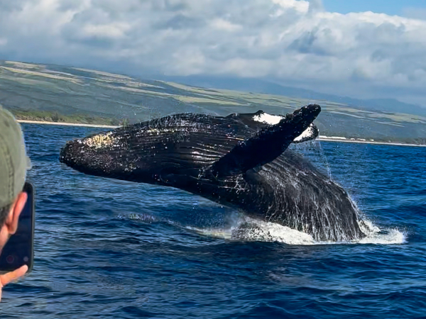 A breaching whale captured mid-air with a person photographing it from a boat.