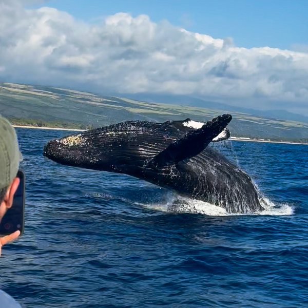 A breaching whale captured mid-air with a person photographing it from a boat.