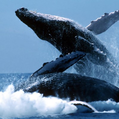 a whale jumping out of the water