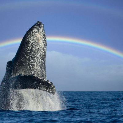 a rainbow over water