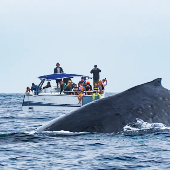 People on a boat observing a large whale surfacing in the ocean.