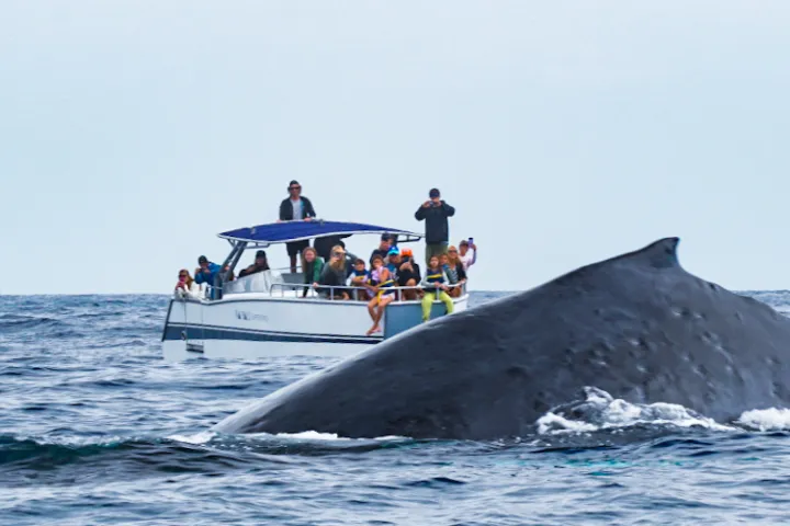 People on a boat observing a large whale surfacing in the ocean.
