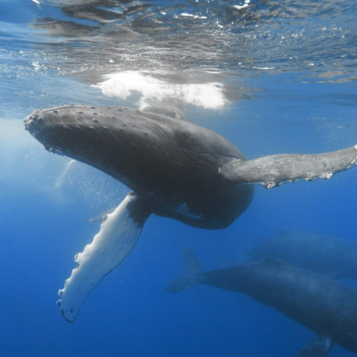 a turtle swimming under water