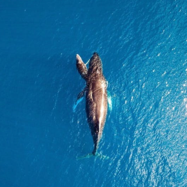 an animal swimming in the water