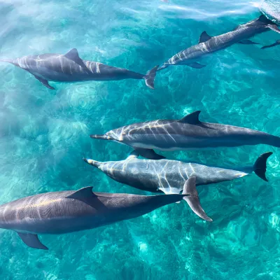 Five dolphins swimming in clear turquoise water, sunlight reflecting on their bodies.