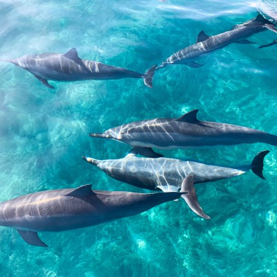 Five dolphins swimming in clear turquoise water.
