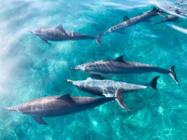 Five dolphins swimming in clear turquoise water.