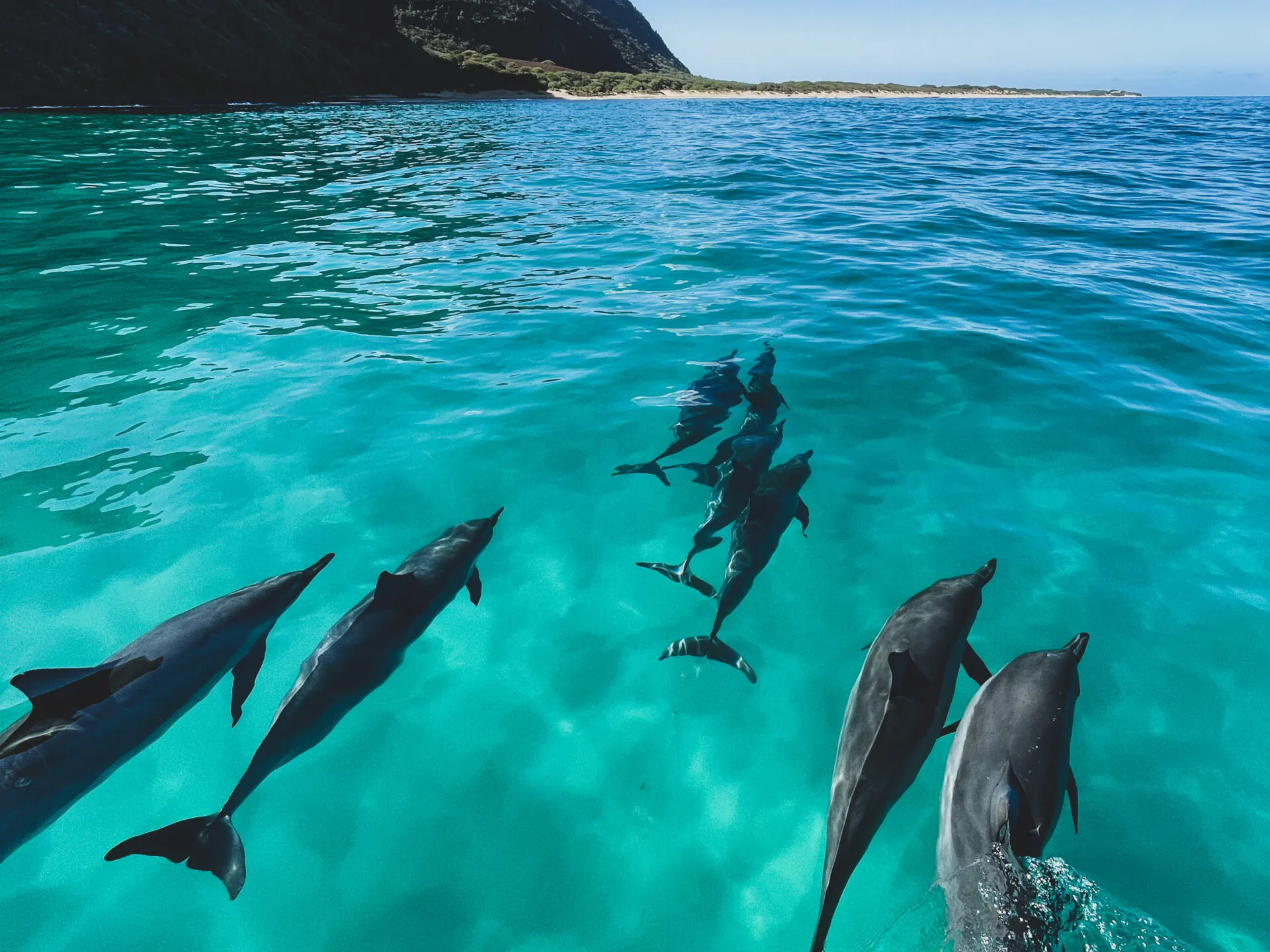 a flock of seagulls are swimming in the water