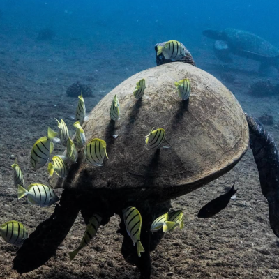 Sea turtle with yellow striped fish swimming around in clear blue water