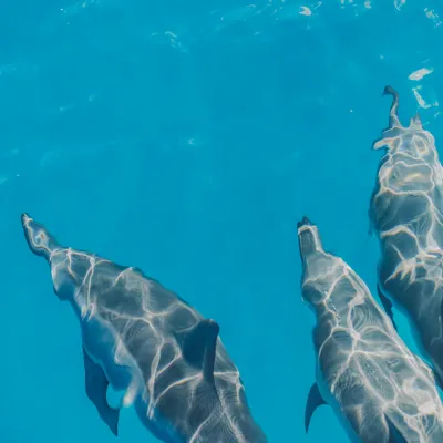 Three dolphins swimming close together in clear blue water.