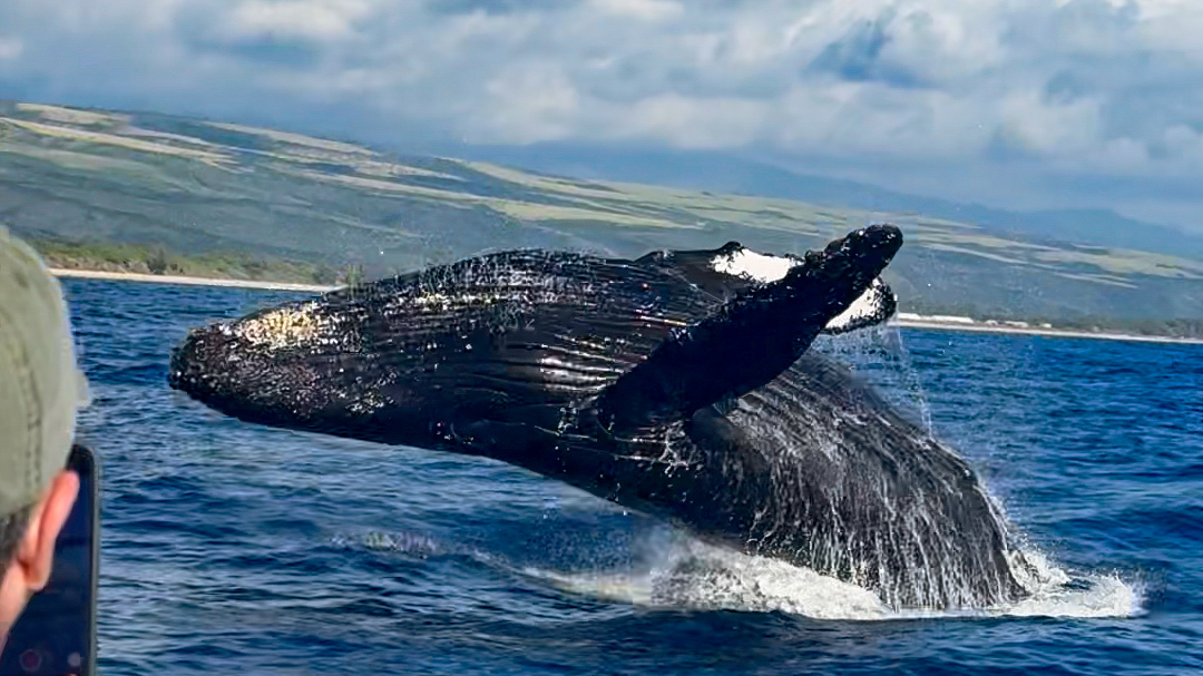 Humpback whale breaching near a person on a boat with distant green hills and cloudy sky.