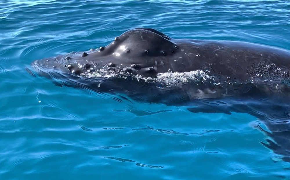 Humpback whale surfacing in clear blue water with visible barnacles.