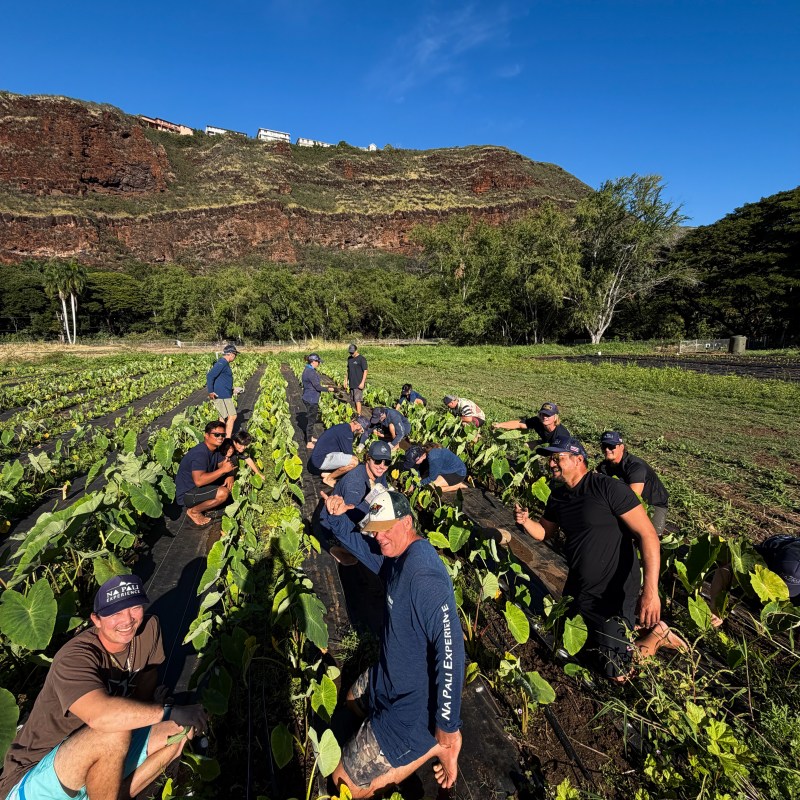 Group of people tending plants in a field by a hillside under a clear blue sky.
