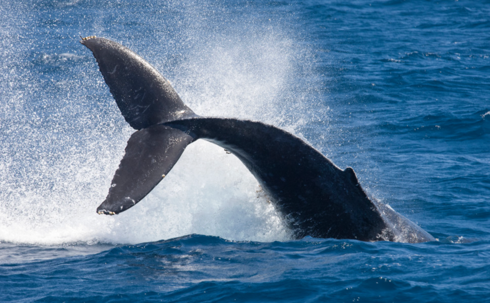 Whale tail splashing in blue ocean water.