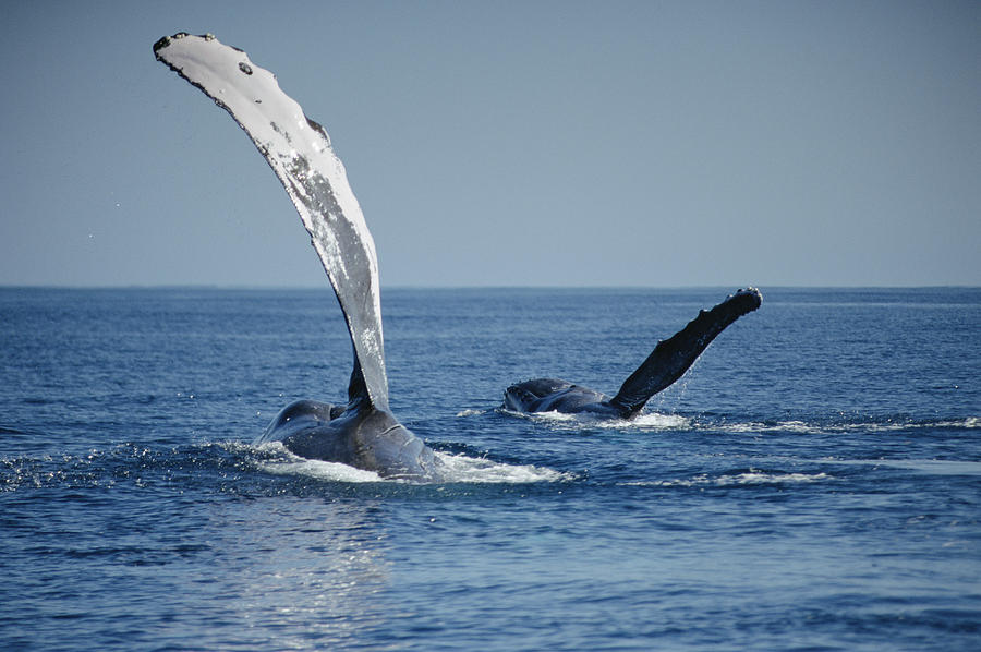 Two whales swimming in the ocean, with flippers raised above the water's surface.
