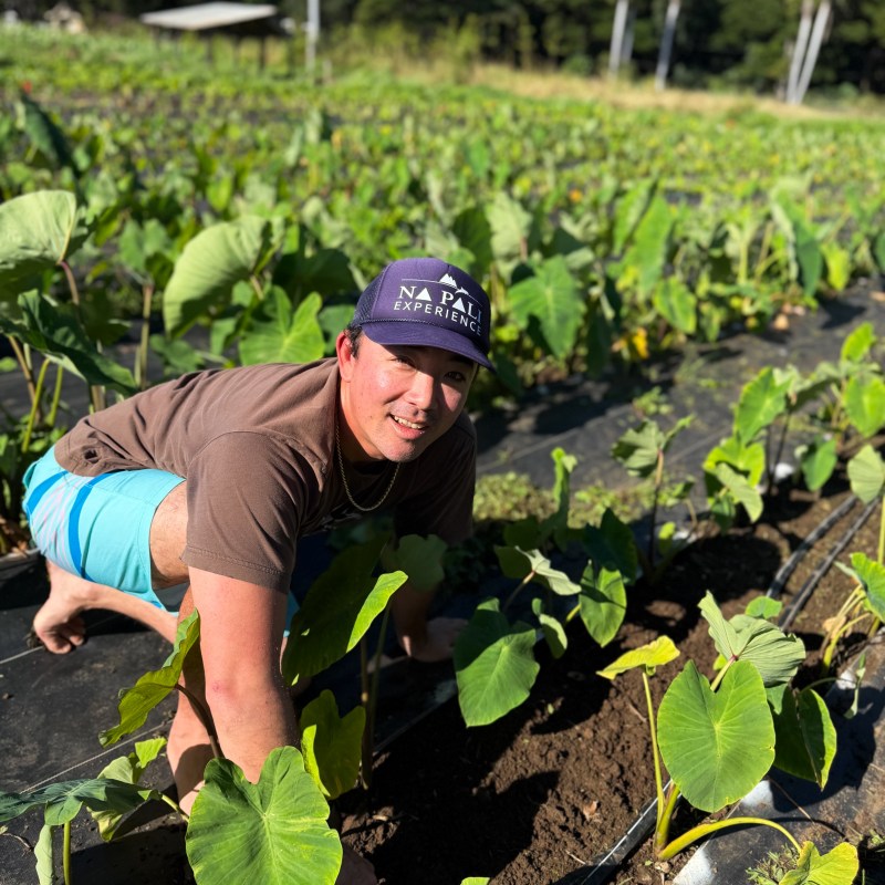 Person in a field tending plants with green leaves under sunny skies.