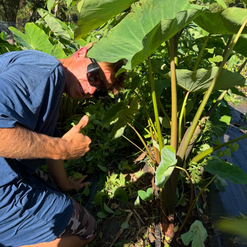 Person wearing sunglasses gives a thumbs up next to tall green plants in a garden.