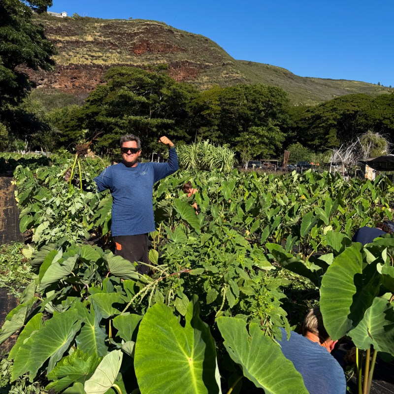 Person in blue shirt flexing muscles amid lush green plants with a mountainous background.