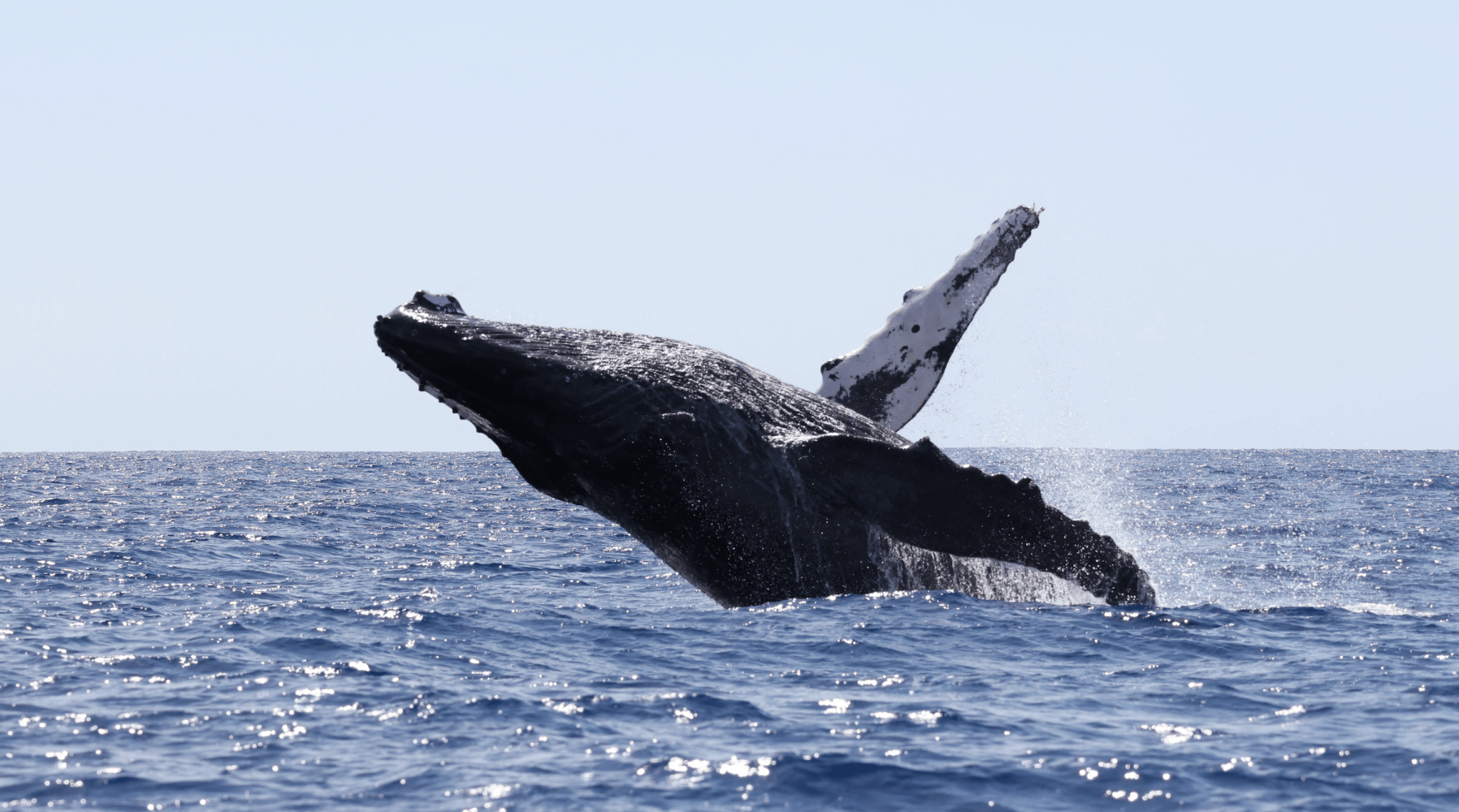 Humpback whale breaching water surface under clear sky.