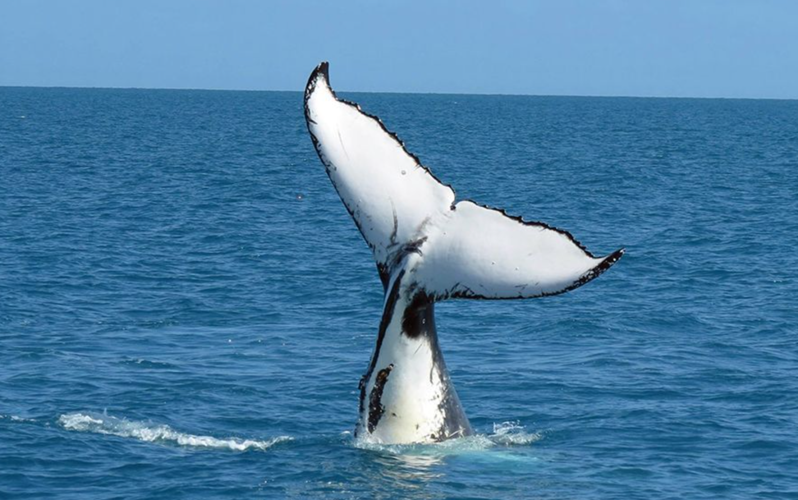 A whale's tail emerging from the ocean against a blue sky.