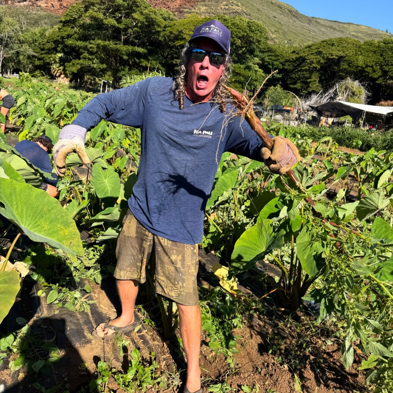 Person in a field holding plants, wearing a blue shirt and cap, with a mountain in the background.