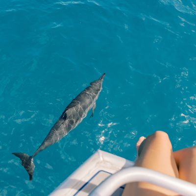 Person on boat observes dolphin swimming in clear blue ocean water.