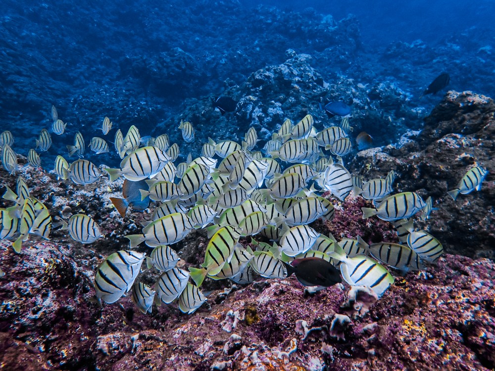 School of striped fish swimming over rocky ocean floor with coral.